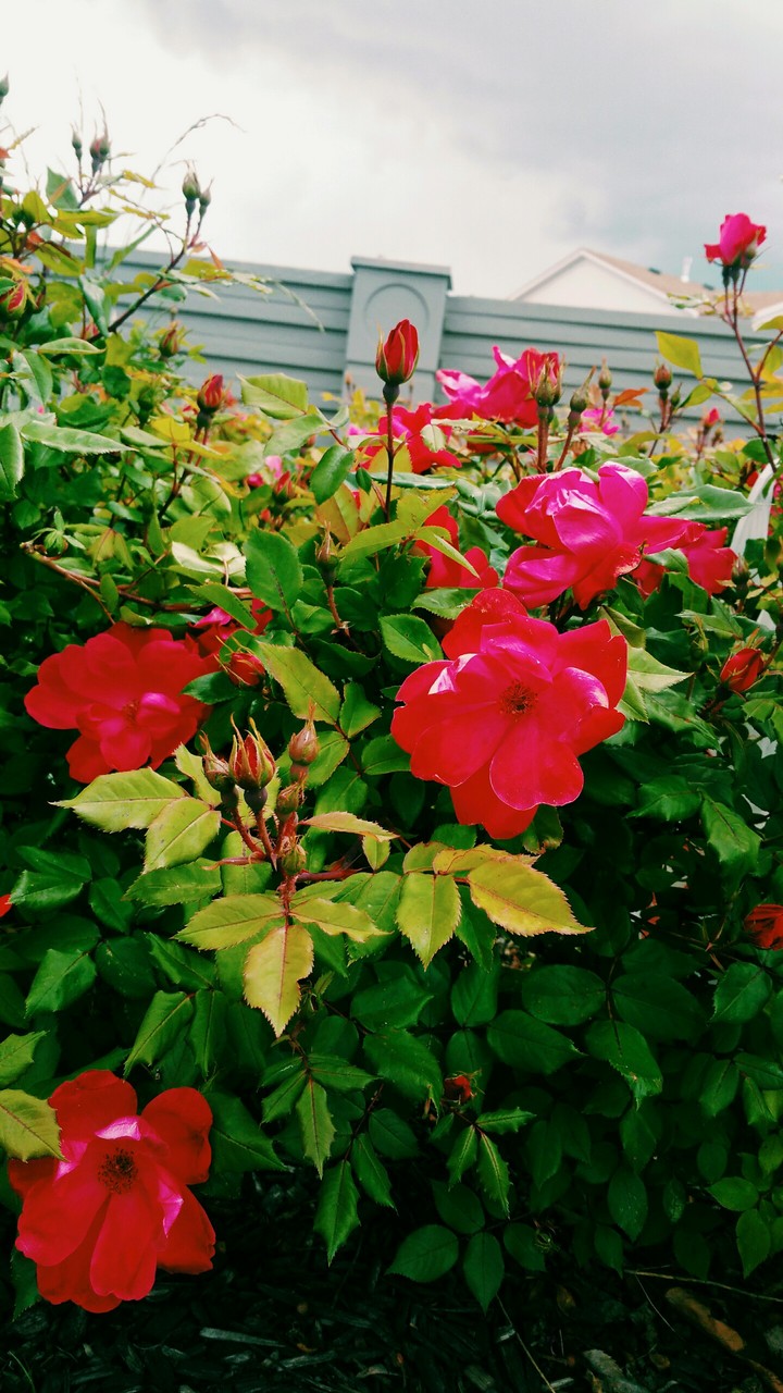 Roses?