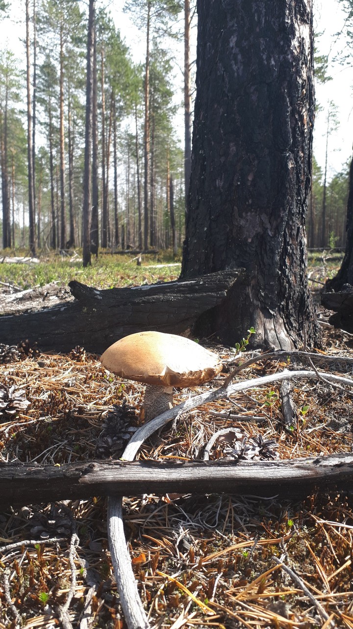 вот и грип ,,подосиновик"в лесу