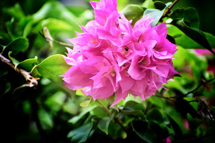 Bougainville
