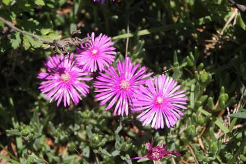 pretty flower