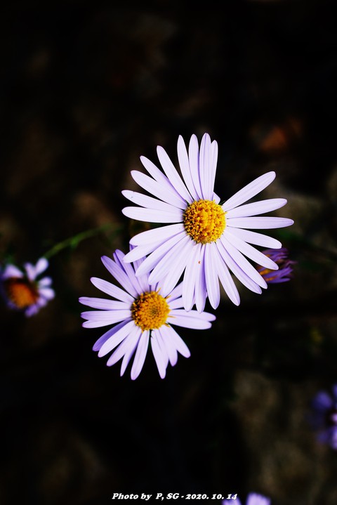 violet, 薰衣草桌布