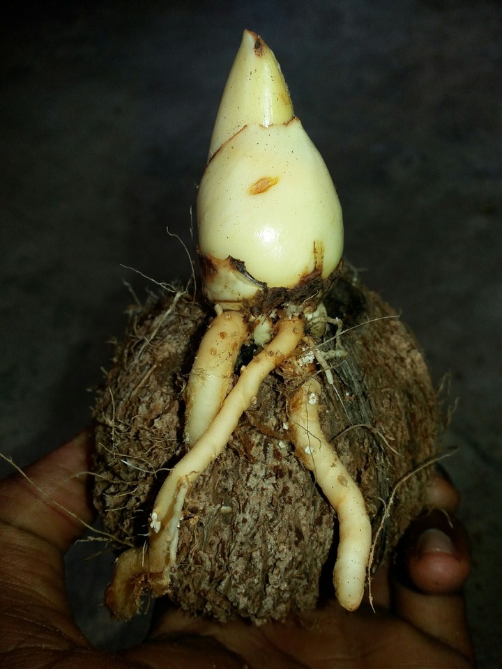 COCONUT