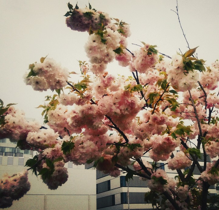 cherry blossom in.rain