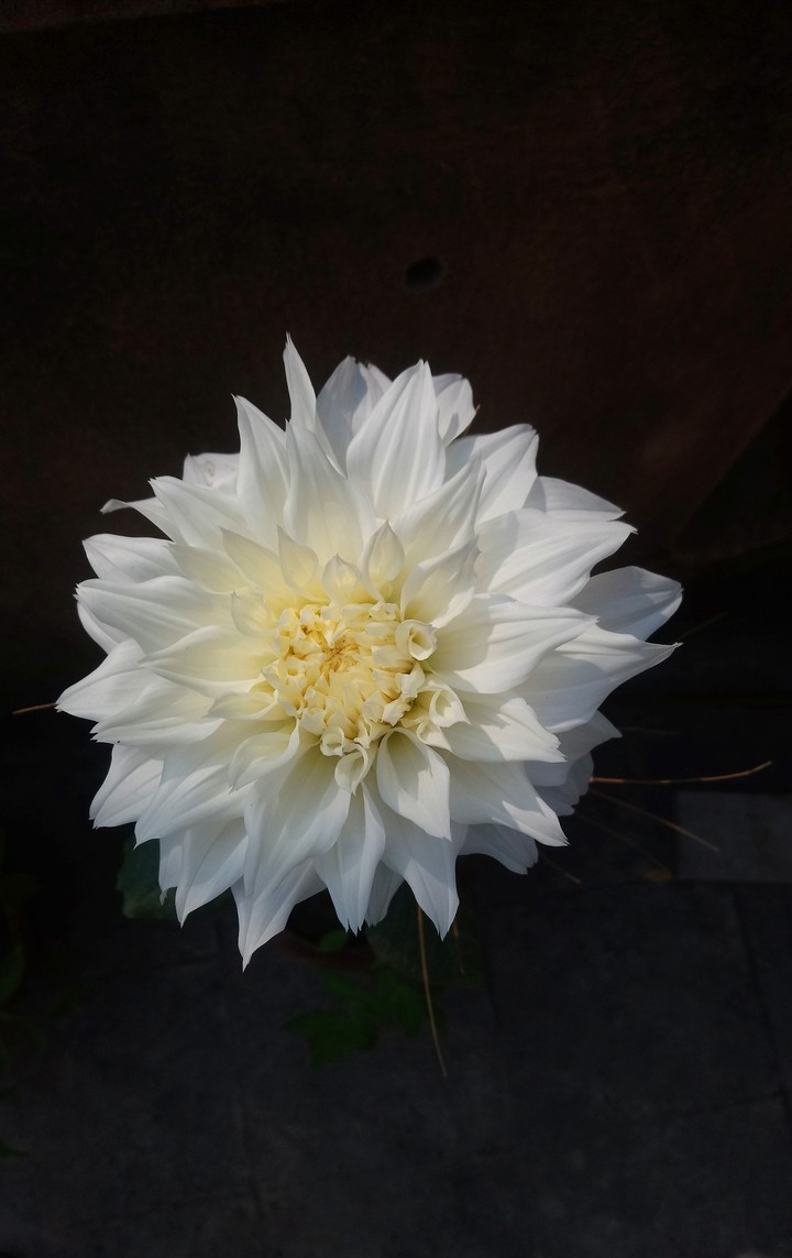 Dahlia in bloom.