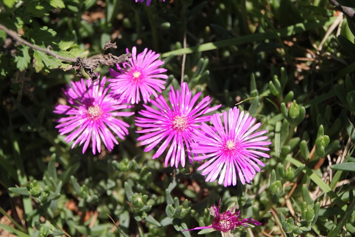 pretty flower