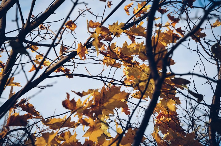 yellow leaves