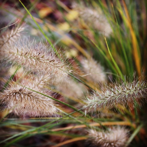 autumn