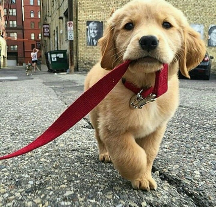 Cute Puppy