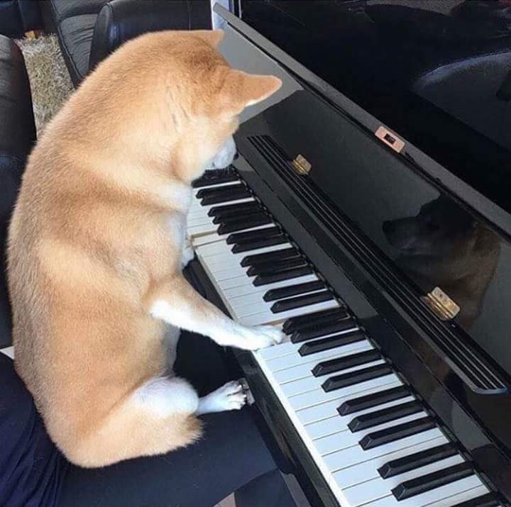 puppies doing things