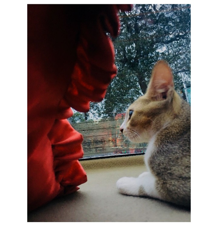 My cat 
