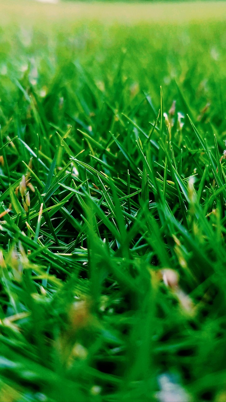 Grass