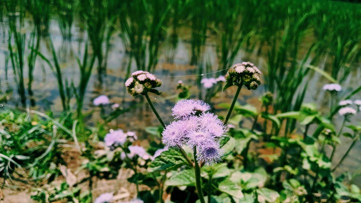 awesome flower