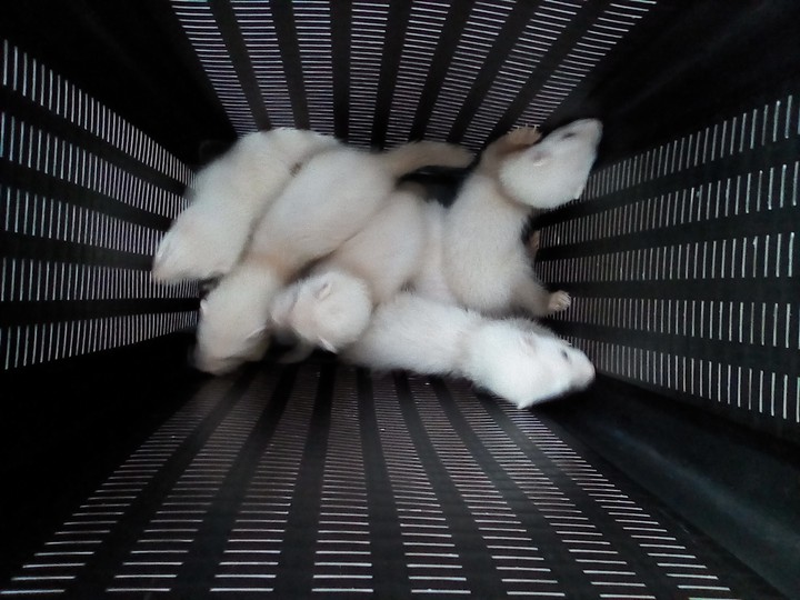 ferret