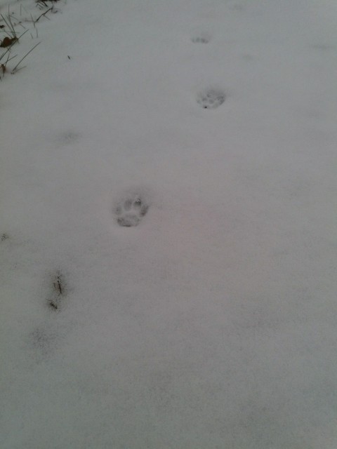 snow