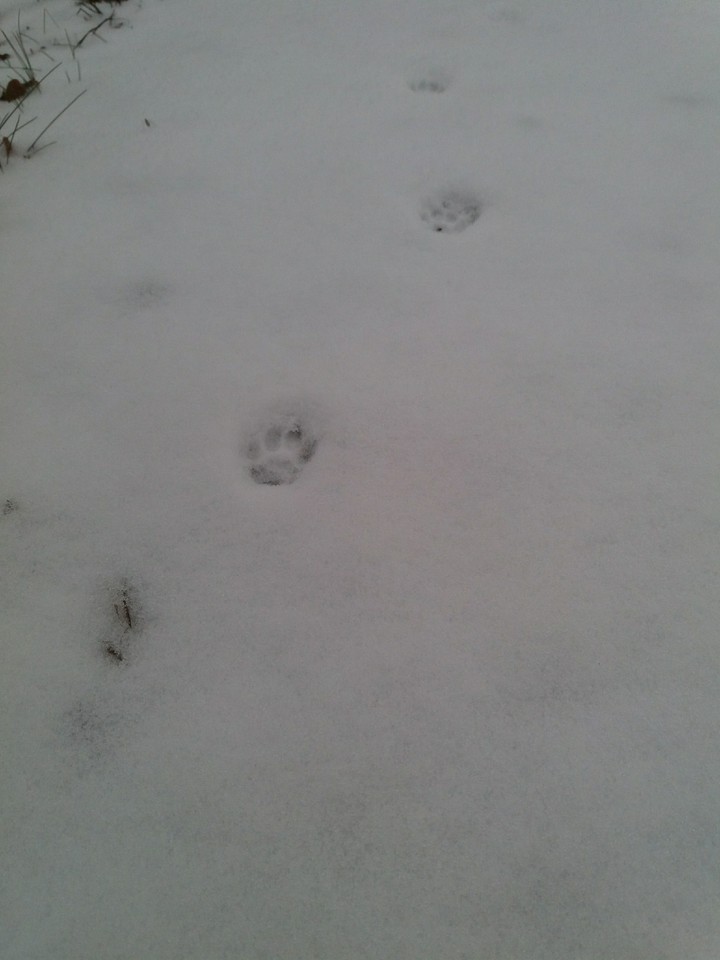 snow