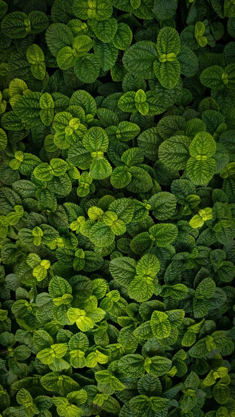 sfondi groundcover, urticaceae