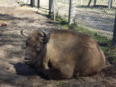 Bison paddock