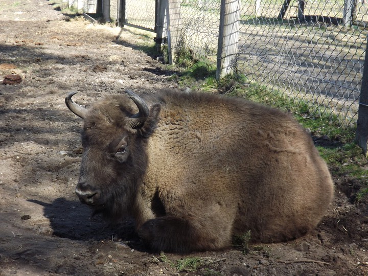 Bison paddock
