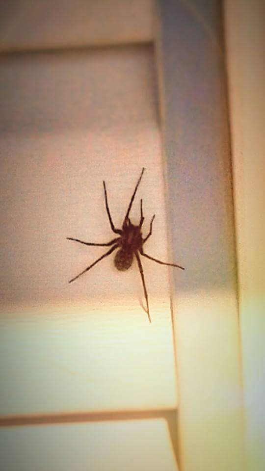 siding spider