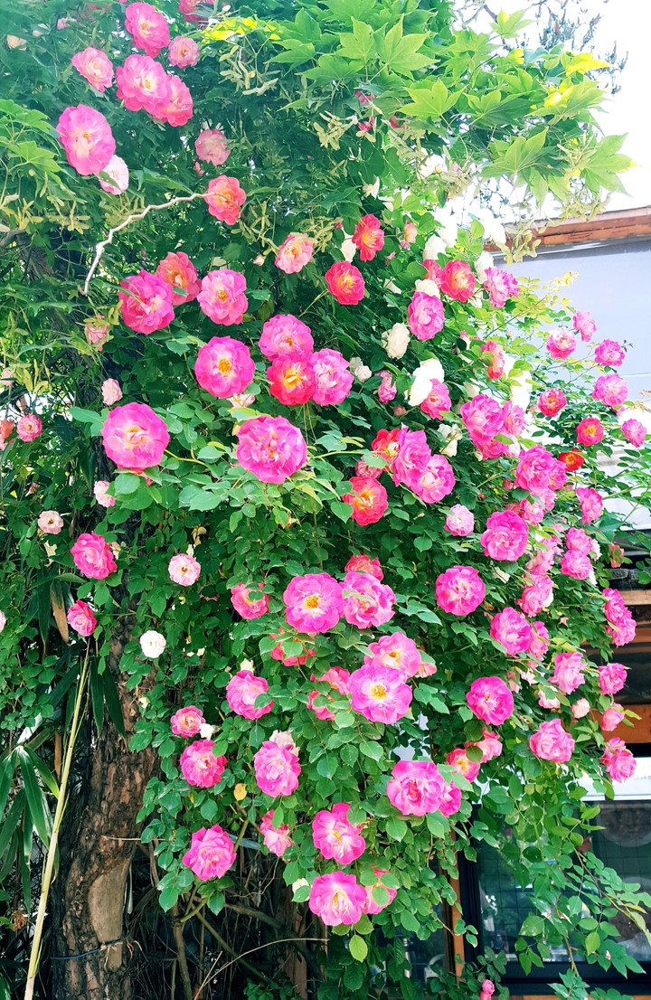 rose