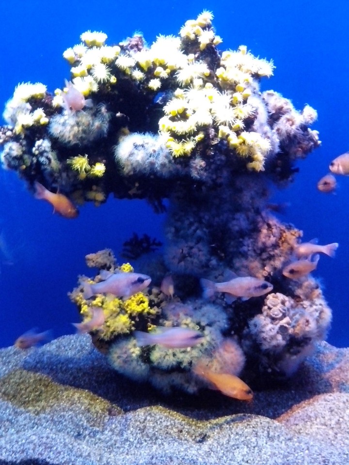 Fish love :)