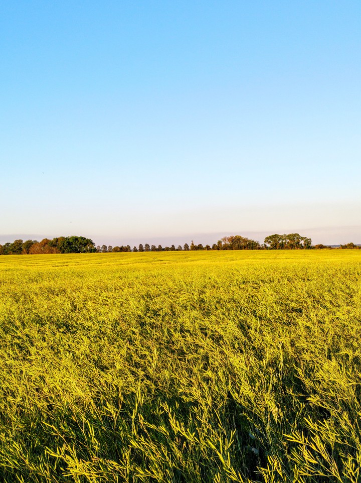 campo argentino