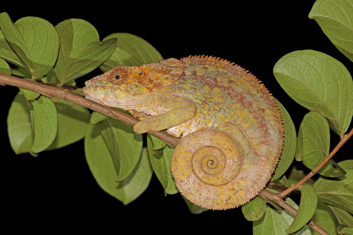 Fêmea de camaleão-de-chifre-curto (Calumma brevicorne)