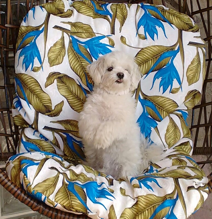 maltese cute
