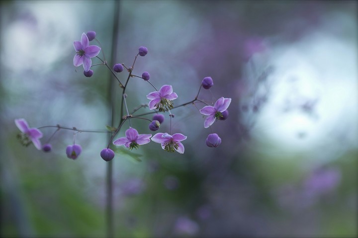 violet