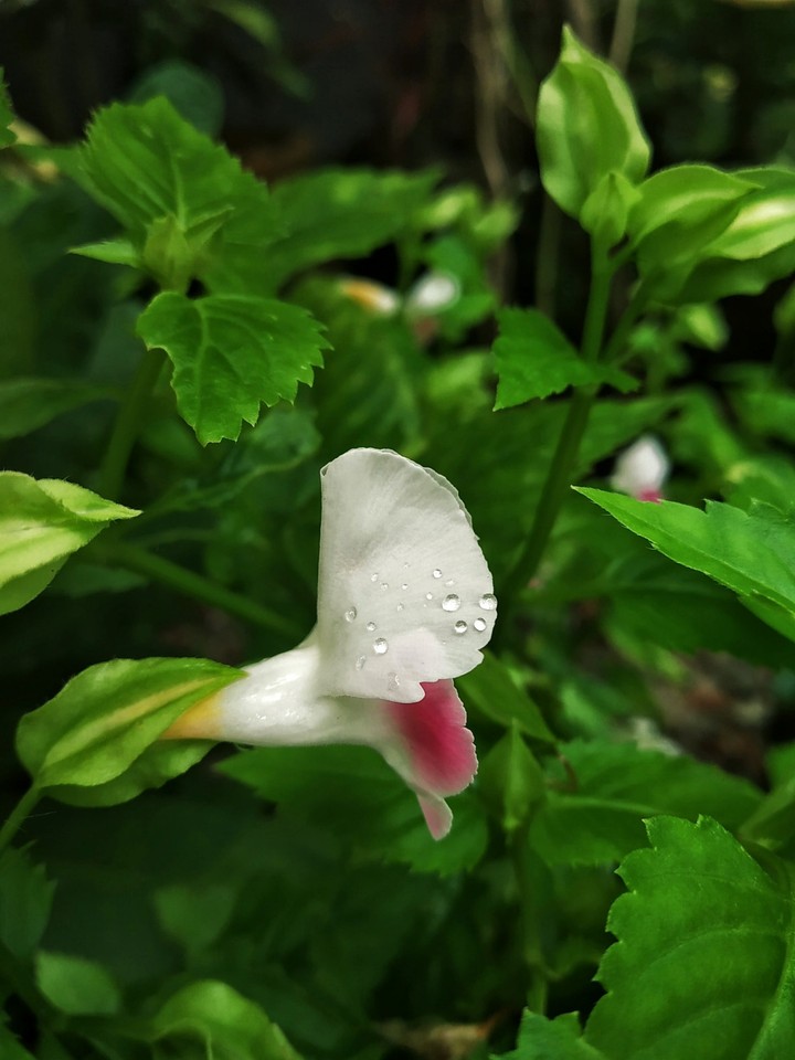 drops