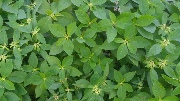 green leaves