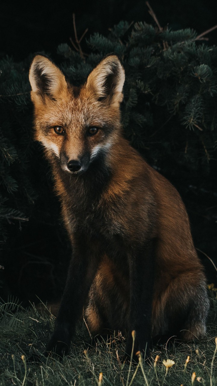 Fox