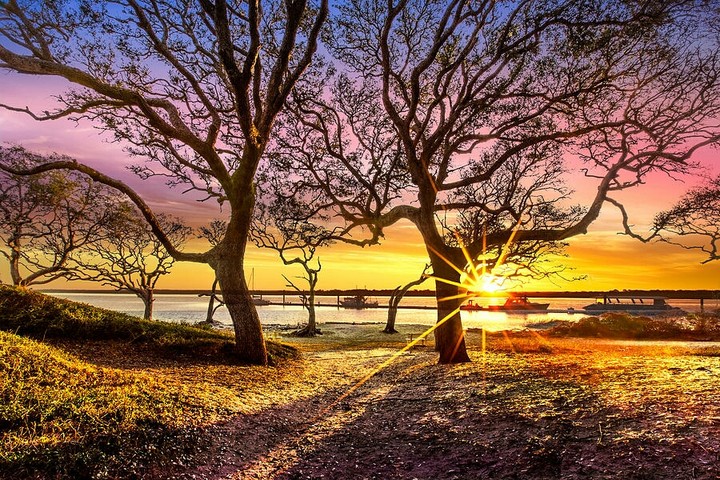 Oak trees at Sunrise