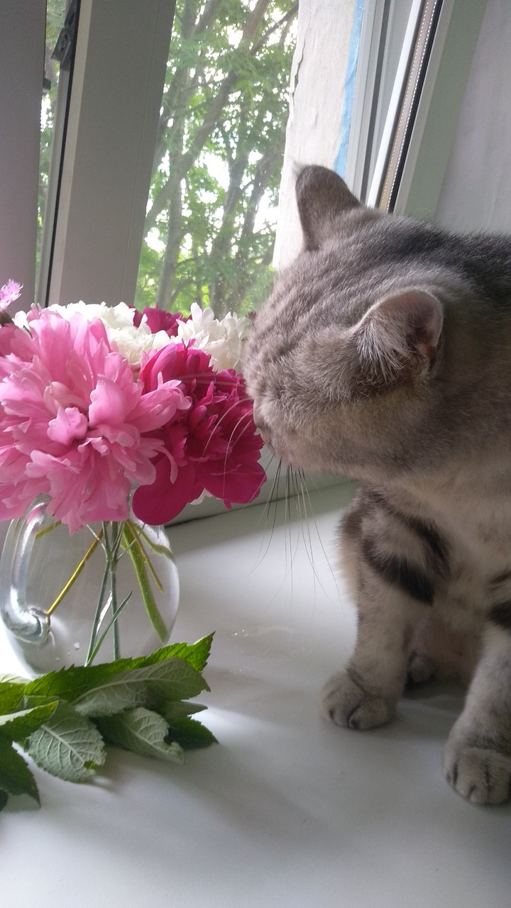 кошечка на окошечке