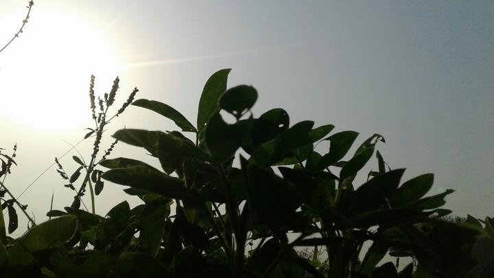 nature pic