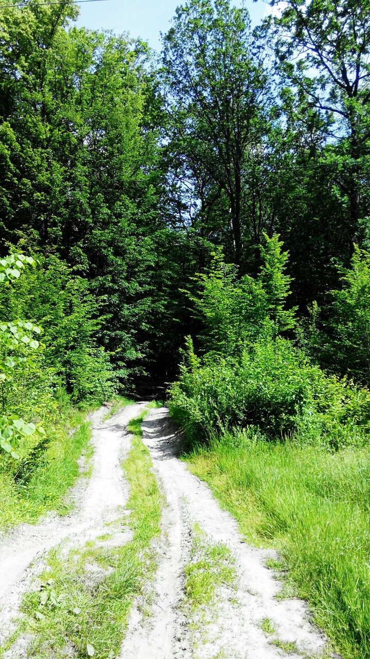 Літній ліс