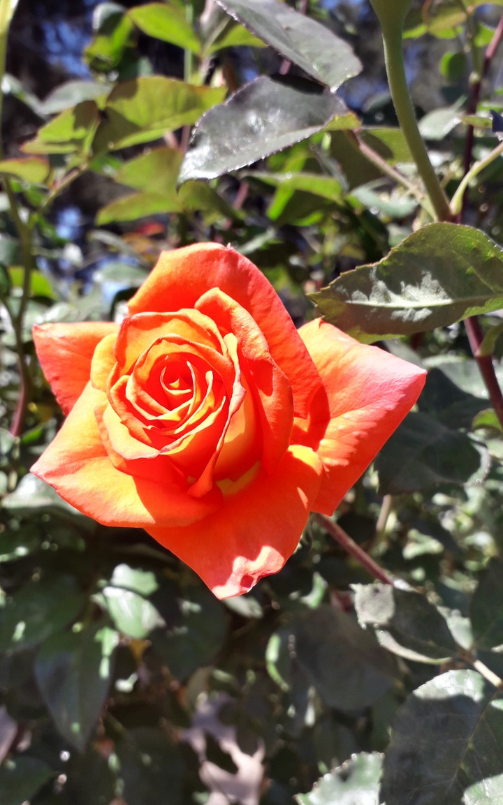 orange rose