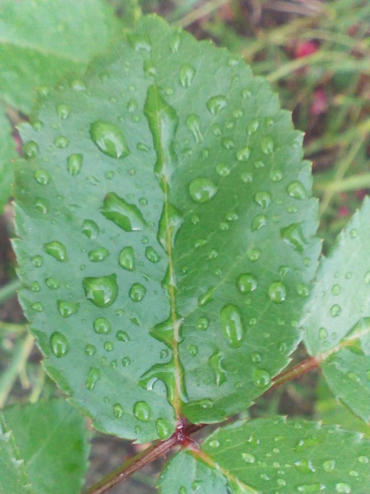 leaf