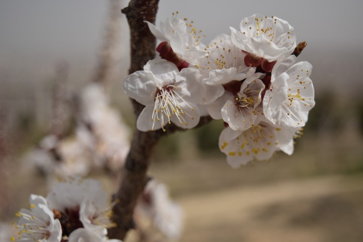 spring
