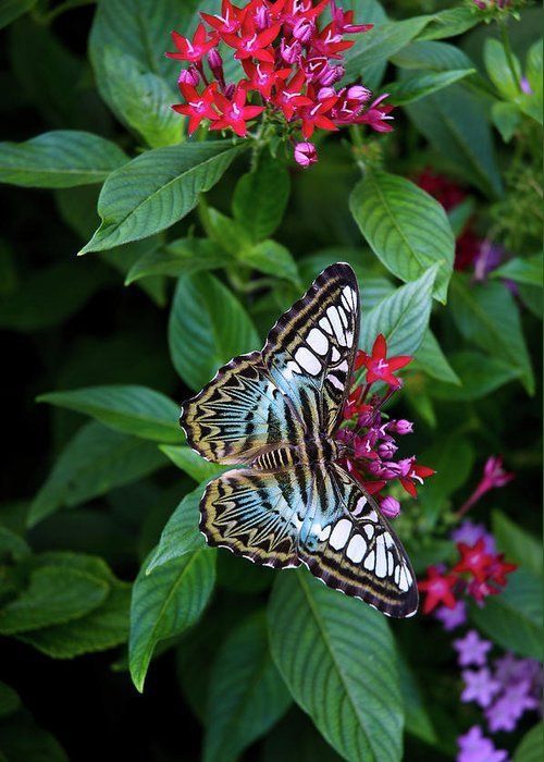 butterfly