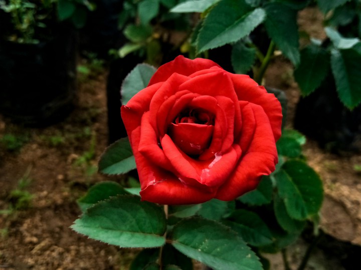 beautiful red rose