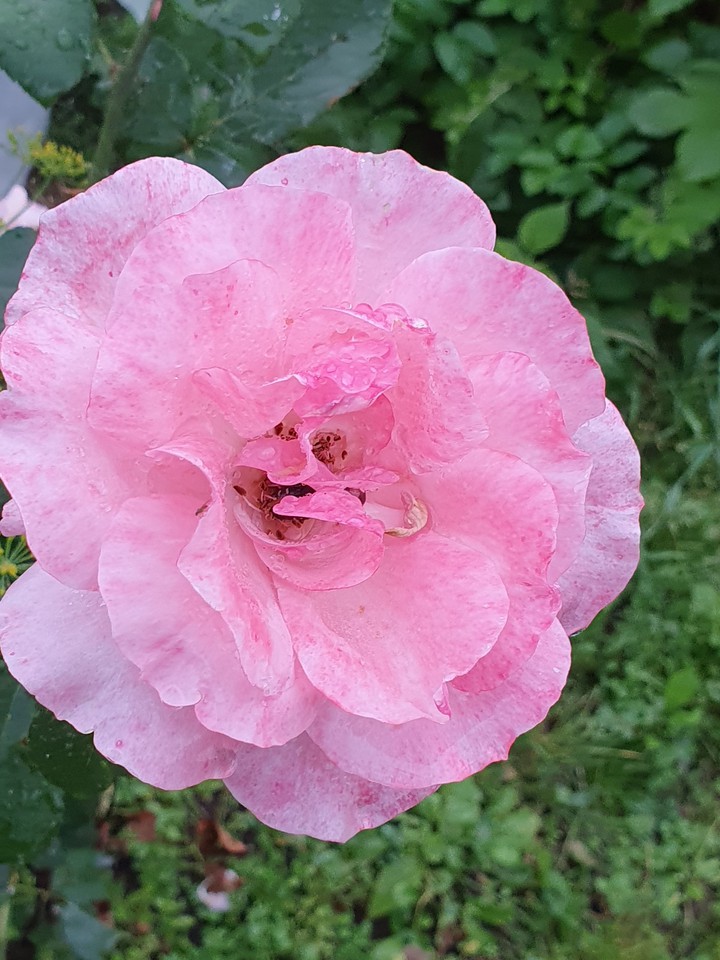 rose