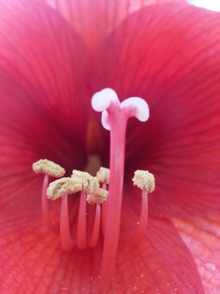 beatiful flower