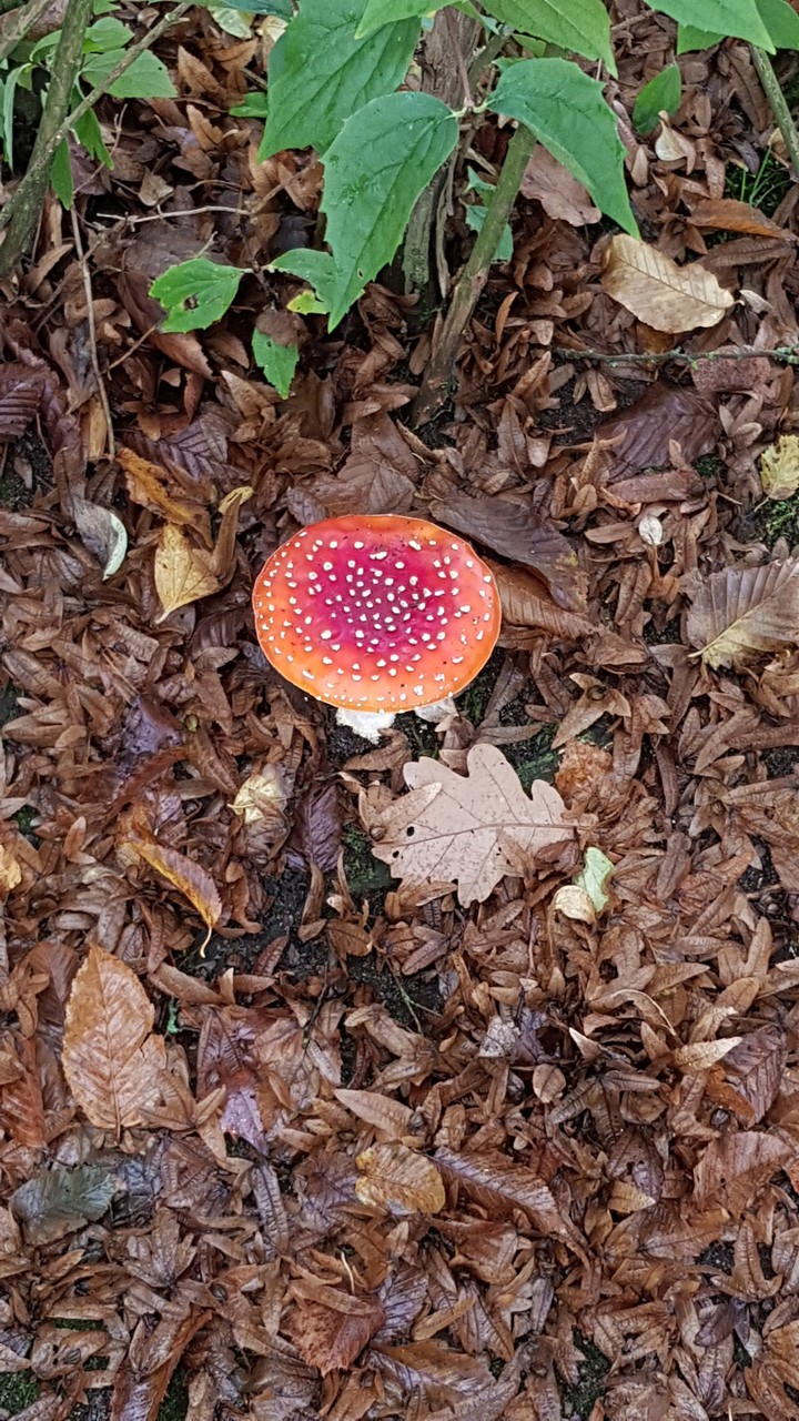 Fliegenpilz am Wegesrand