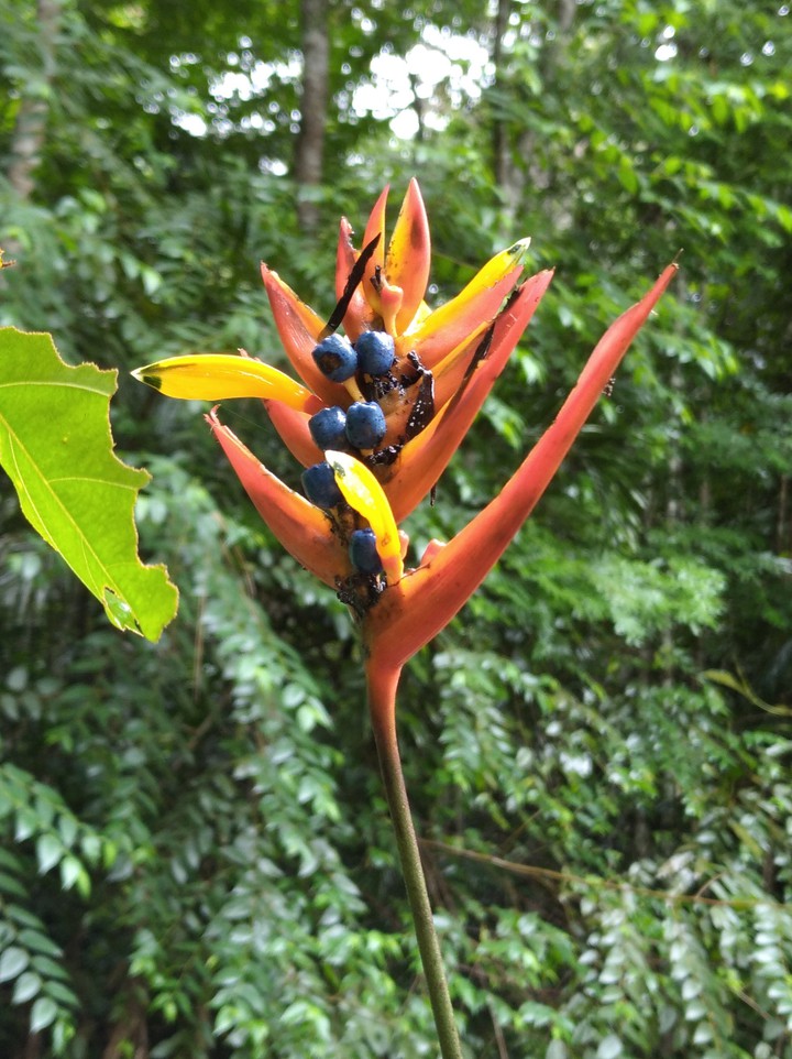 fruit