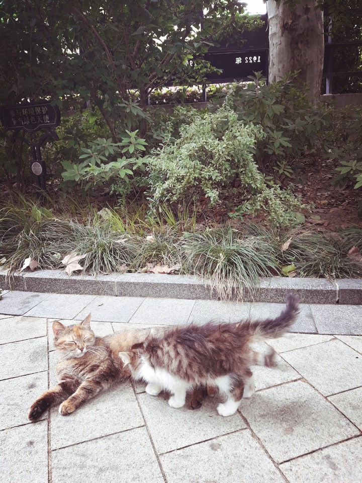 고양이의 생활