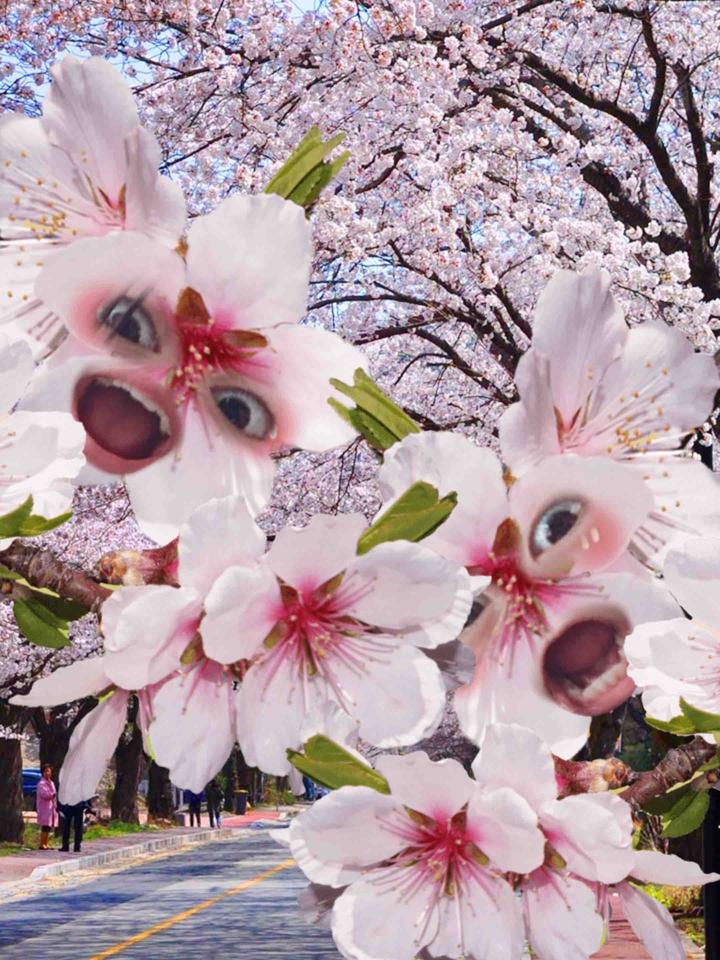 벛꽃!!?
