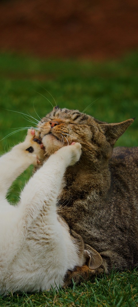 sfondi cat, grassland