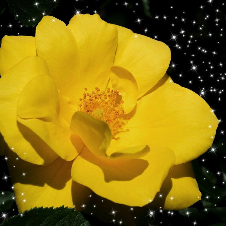 yellow flower