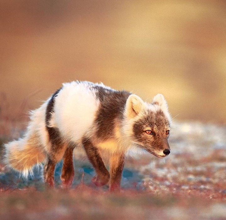 Arctical fox...